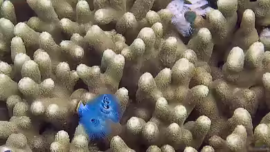 Porites attenuata im Aquarium halten
