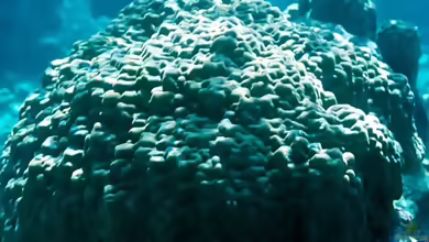 Porites australiensis im Aquarium halten