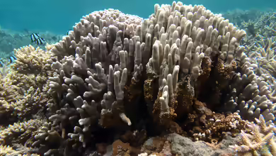 Porites compressa im Aquarium halten