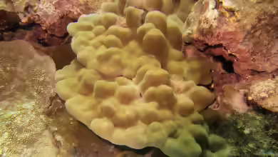 Porites evermanni im Aquarium halten