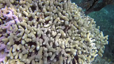 Porites furcata im Aquarium halten