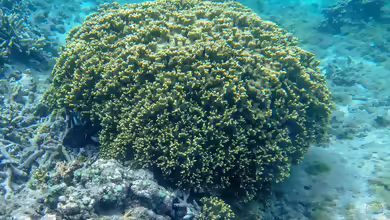 Porites lichen im Aquarium halten