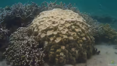 Porites lobata im Aquarium halten