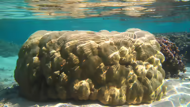 Porites lutea im Aquarium halten