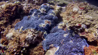 Porites monticulosa im Aquarium halten