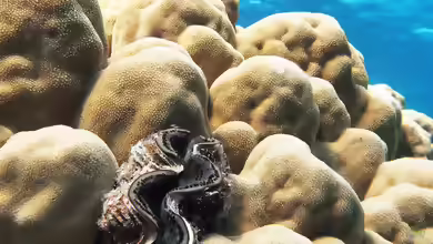 Porites nodifera im Aquarium halten