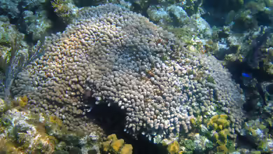 Porites porites im Aquarium halten