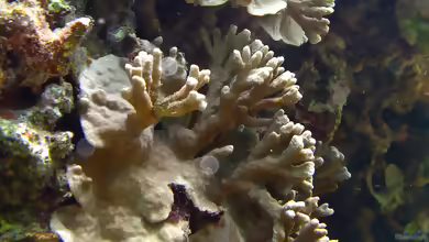 Porites rus im Aquarium halten