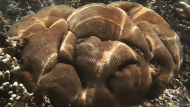 Porites solida im Aquarium halten