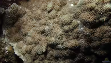 Porites vaughani im Aquarium halten