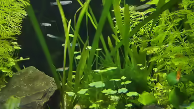 Poropanchax brichardi im Aquarium halten