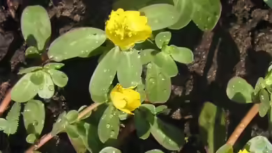 Portulaca oleracea im Garten pflanzen