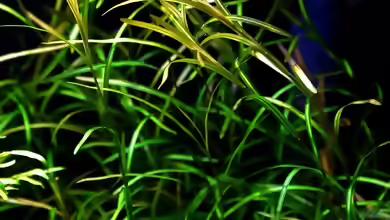 Potamogeton gayi im Aquarium oder Teich