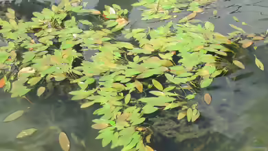 Potamogeton natans am Gartenteich