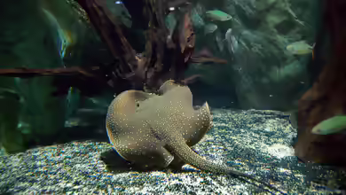 Potamotrygon falkneri im Aquarium halten