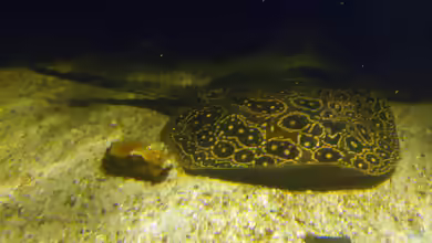 Potamotrygon jabuti im Aquarium halten