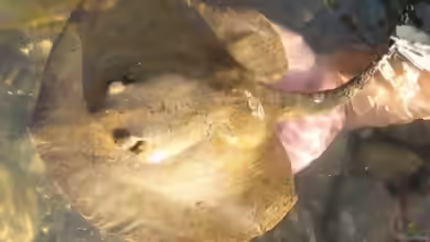 Potamotrygon magdalenae im Aquarium halten