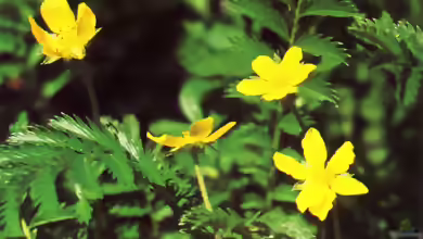 Potentilla anserina im Garten pflanzen