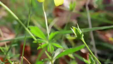 Potentilla erecta am Gartenteich