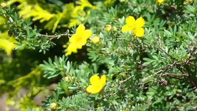 Potentilla fruticosa im Garten pflanzen