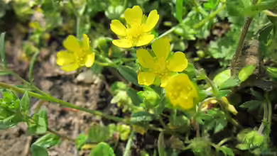 Potentilla neumanniana im Garten pflanzen