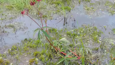 Potentilla palustris am Gartenteich