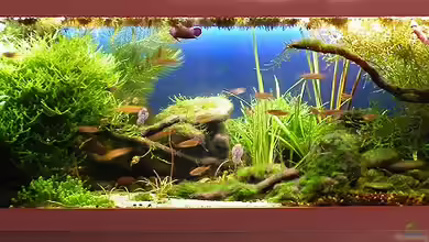 Pravāha von bergfrau