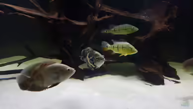 Predator Tank (Nur noch als Beispiel) von Bernd N.