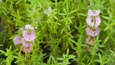 Preslia cervina Terrarium