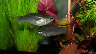 Priapella olmecae im Aquarium halten