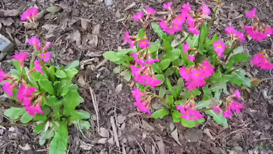 Primula rosea am Gartenteich