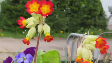 Primula veris im Garten pflanzen