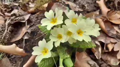 Primula vulgaris im Garten pflanzen