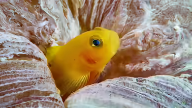 Priolepis aureoviridis im Aquarium halten