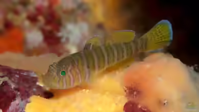 Priolepis cincta im Aquarium halten