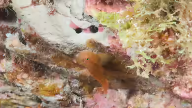 Priolepis hipoliti im Aquarium halten