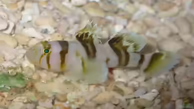 Priolepis nocturna im Aquarium halten