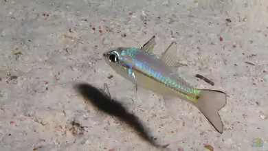 Pristiapogon exostigma im Aquarium halten