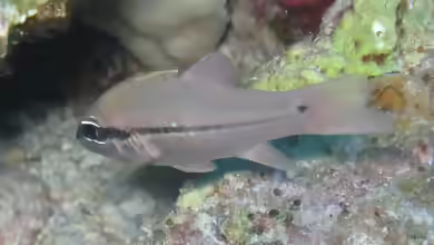 Pristiapogon fraenatus im Aquarium halten