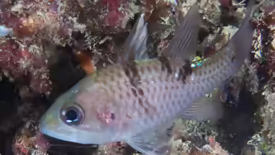 Pristicon trimaculatus im Aquarium halten