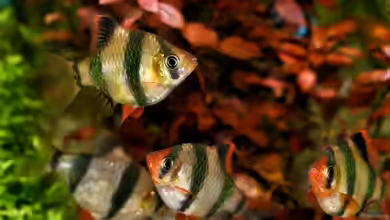 Pro und Kontra Wildfänge in der Aquaristik
