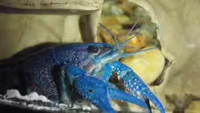 Procambarus alleni im Aquarium halten