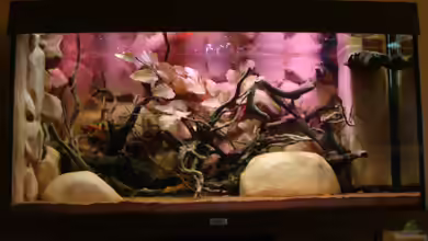 Procambarus Clarkii II von manzanarez