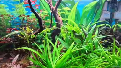 Projekt 2025 von ernst11