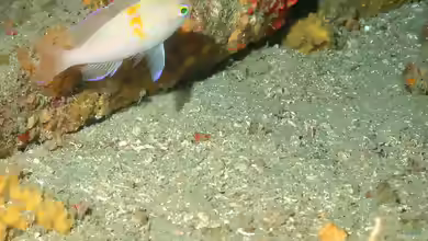 Pronotogrammus martinicensis im Aquarium halten