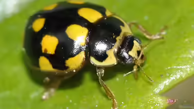 Propylea quatuordecimpunctata im Garten