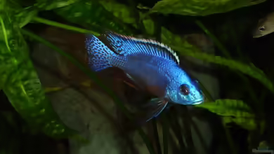 Protomelas kirkii im Aquarium halten