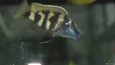 Protomelas sp. ´mbenji thick lip´ im Aquarium halten