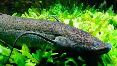 Protopterus annectens im Aquarium halten