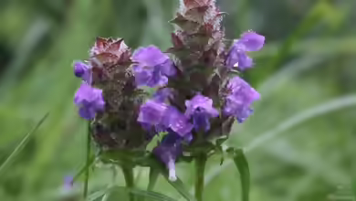 Prunella vulgaris im Garten pflanzen